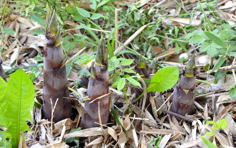 淡竹 ハチク 長野県産 丸友中部青果