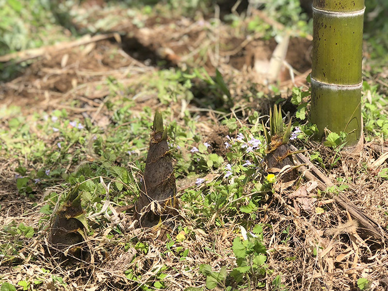 春の豊丘村でたけのこ掘り 丸友中部青果