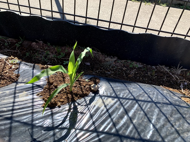 花壇のとうもろこし 続報 丸友中部青果